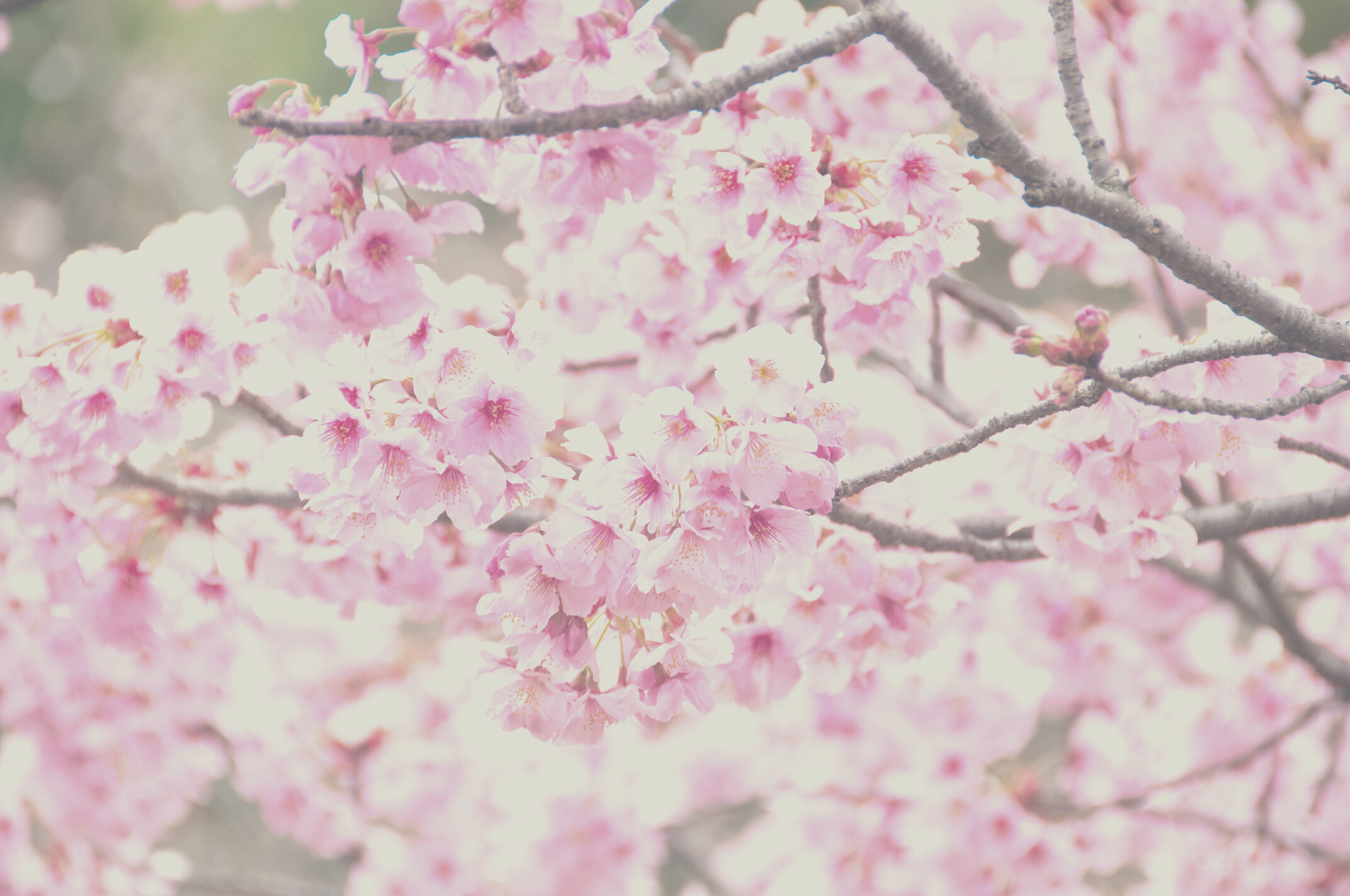 Beautiful full bloom pink cherry blossom sakura flowers